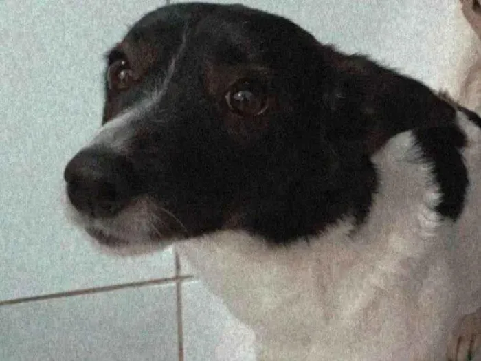 Cachorro raça  idade  nome dgeeasrgreger