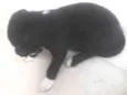 Apolo