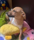 Cachorro raça SRD-ViraLata idade 2 a 6 meses nome Penny