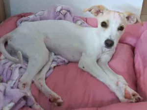 Cachorro raça SRD idade 2 a 6 meses nome Pipoca