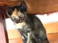 Pipoca
