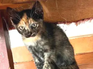 Gato raça SRD-ViraLata idade 2 a 6 meses nome Pipoca