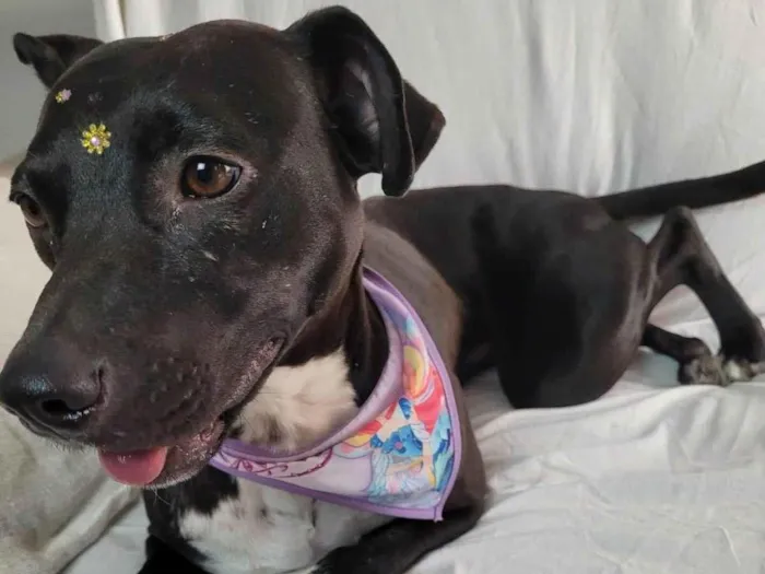 Cachorro ra a SRD-ViraLata idade 2 anos nome KIARA