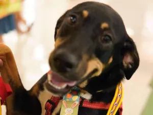 Cachorro raça SRD-ViraLata idade 1 ano nome Tobby