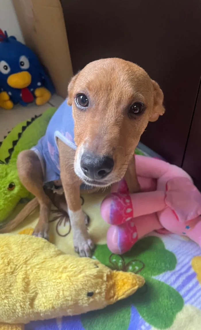 Cachorro raça SRD-ViraLata idade 2 a 6 meses nome Pipa