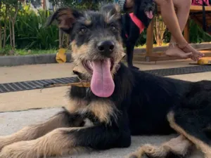 Cachorro raça SRD idade 2 a 6 meses nome Vitória