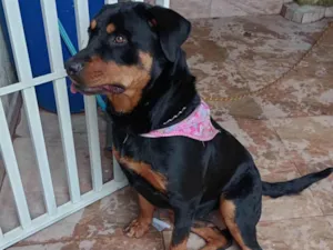 Cachorro raça Rottweiler idade 1 ano nome Maia