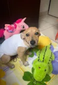 Cachorro raça SRD-ViraLata idade 2 a 6 meses nome Polenta