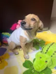 Cachorro raça SRD-ViraLata idade 2 a 6 meses nome Polenta