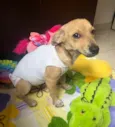 Cachorro raça SRD-ViraLata idade 2 a 6 meses nome Polenta