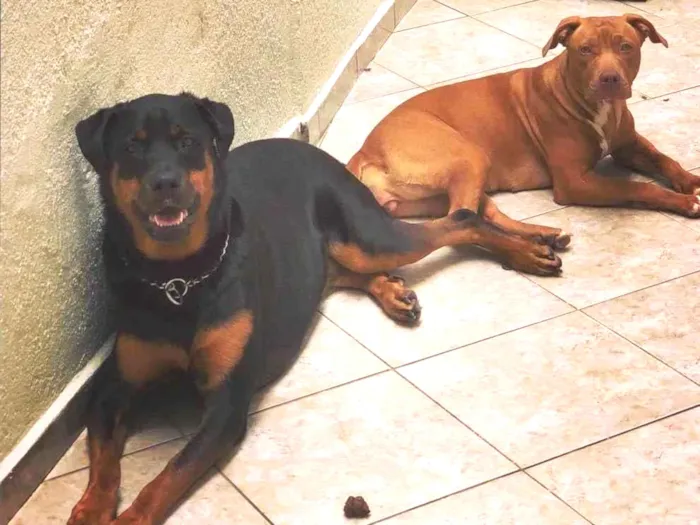 Cachorro raça Rottweiler / pittibull idade 6 ou mais anos nome JADE / ARIEL