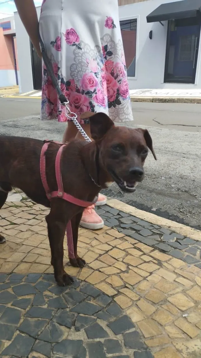 Cachorro ra a Mestiço  idade 1 ano nome Ragnar