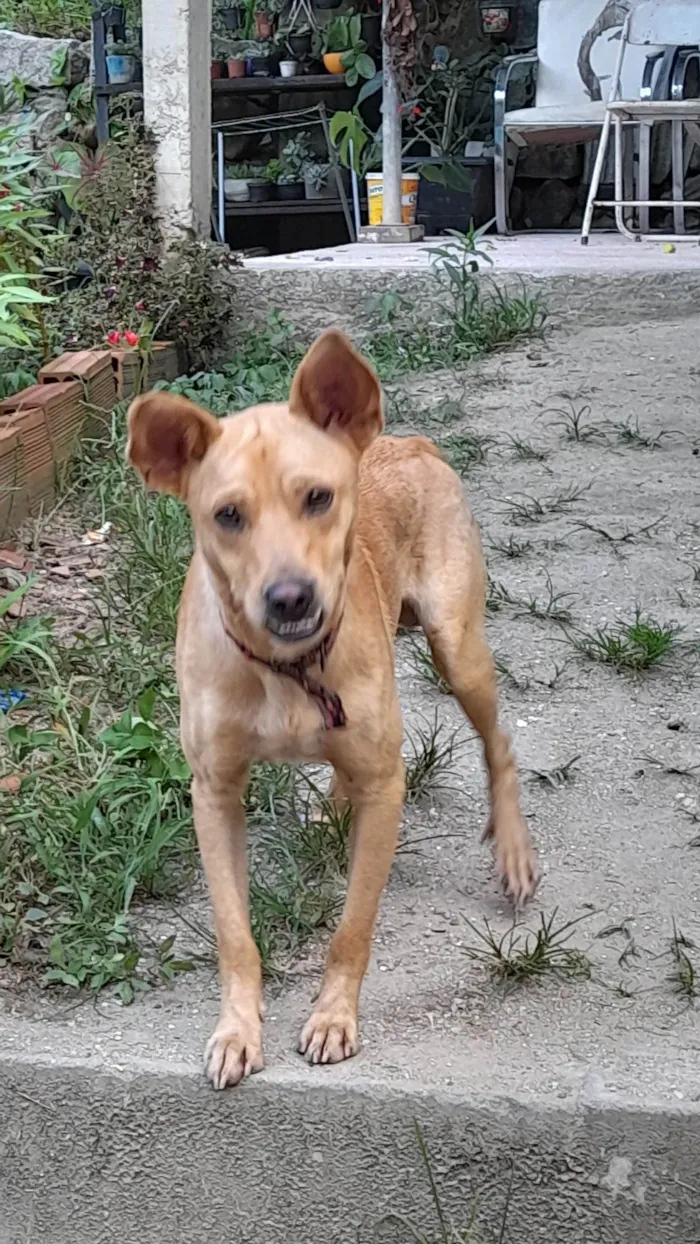 Cachorro ra a SRD-ViraLata idade 7 a 11 meses nome Cenoura