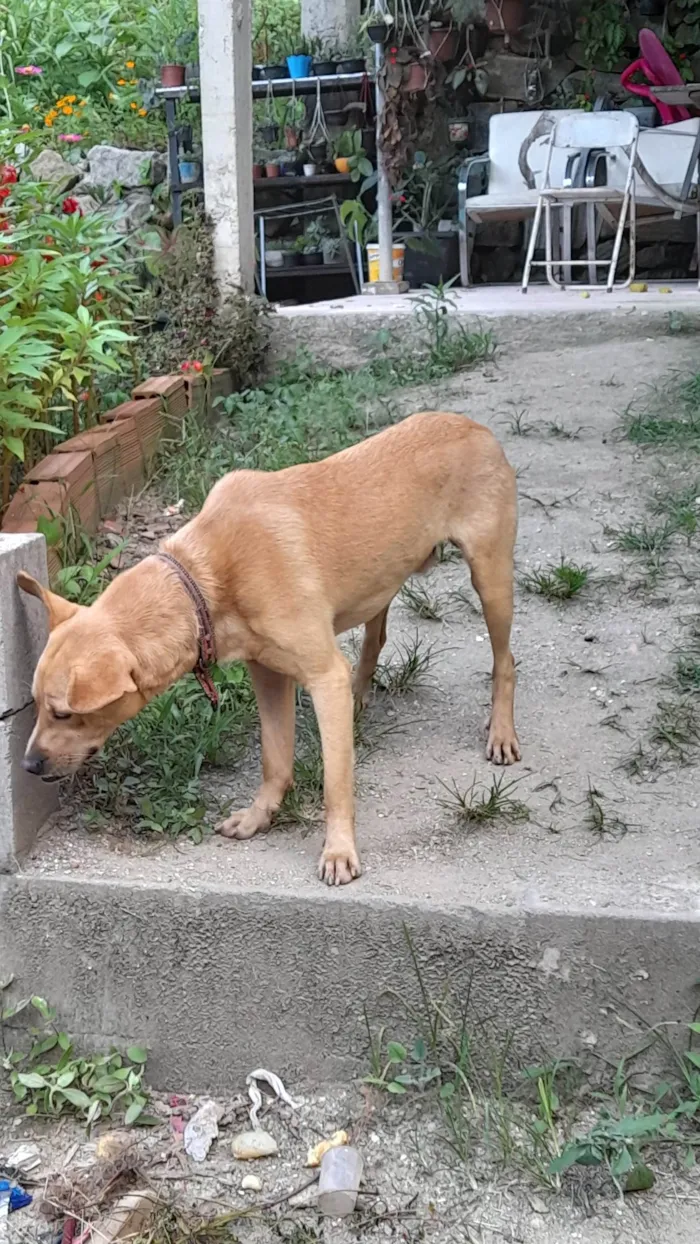 Cachorro ra a SRD-ViraLata idade 7 a 11 meses nome Cenoura