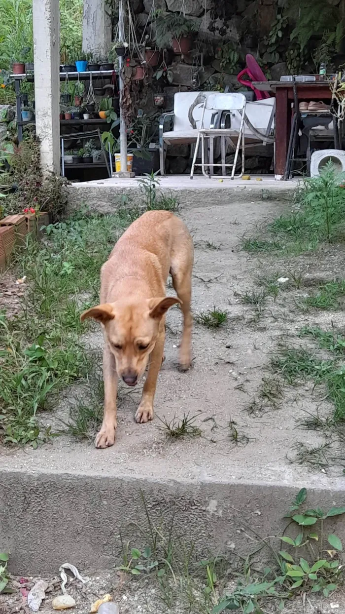 Cachorro ra a SRD-ViraLata idade 7 a 11 meses nome Cenoura