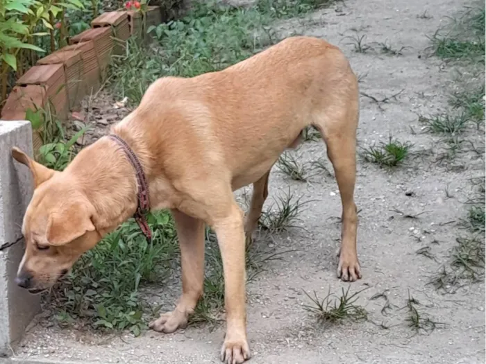 Cachorro ra a SRD-ViraLata idade 7 a 11 meses nome Cenoura