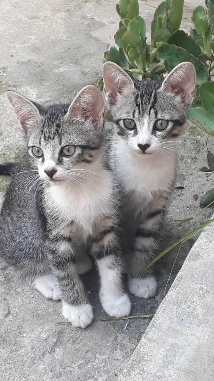 Gato ra a Vira lata idade 2 a 6 meses nome Caju e Castanha