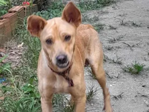 Cachorro raça SRD-ViraLata idade 7 a 11 meses nome Cenoura