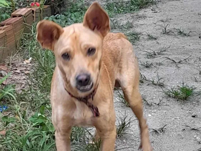 Cachorro ra a SRD-ViraLata idade 7 a 11 meses nome Cenoura