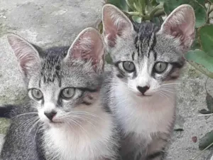 Gato raça Vira lata idade 2 a 6 meses nome Caju e Castanha