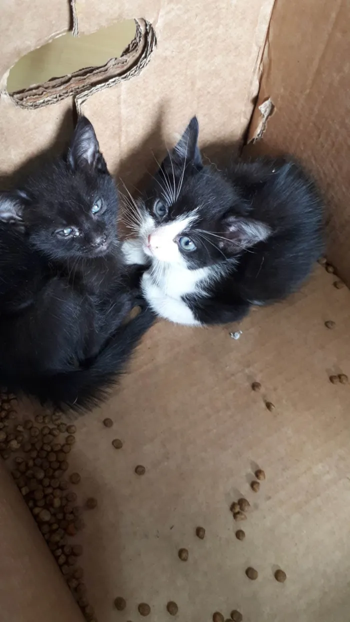 Gato ra a SRD-ViraLata idade Abaixo de 2 meses nome Sem nomes