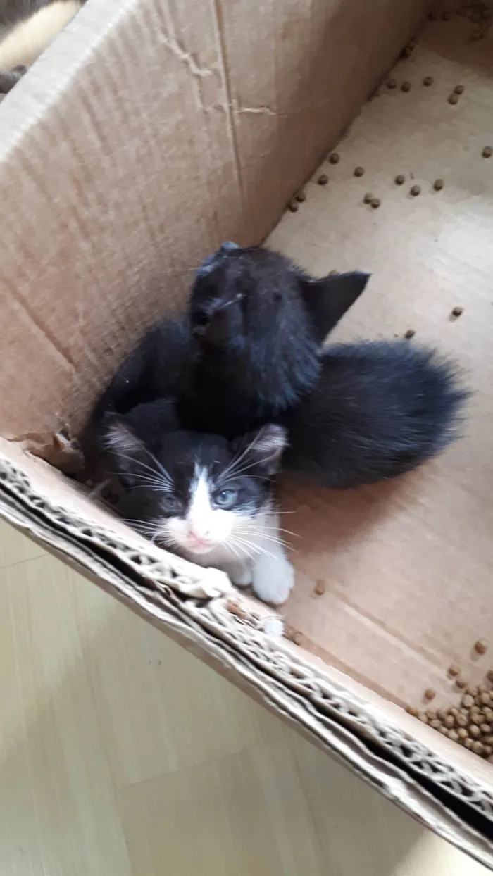Gato ra a SRD-ViraLata idade Abaixo de 2 meses nome Sem nomes