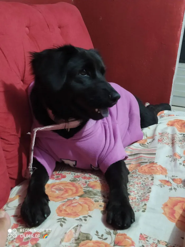 Cachorro ra a SRD idade 3 anos nome Nala