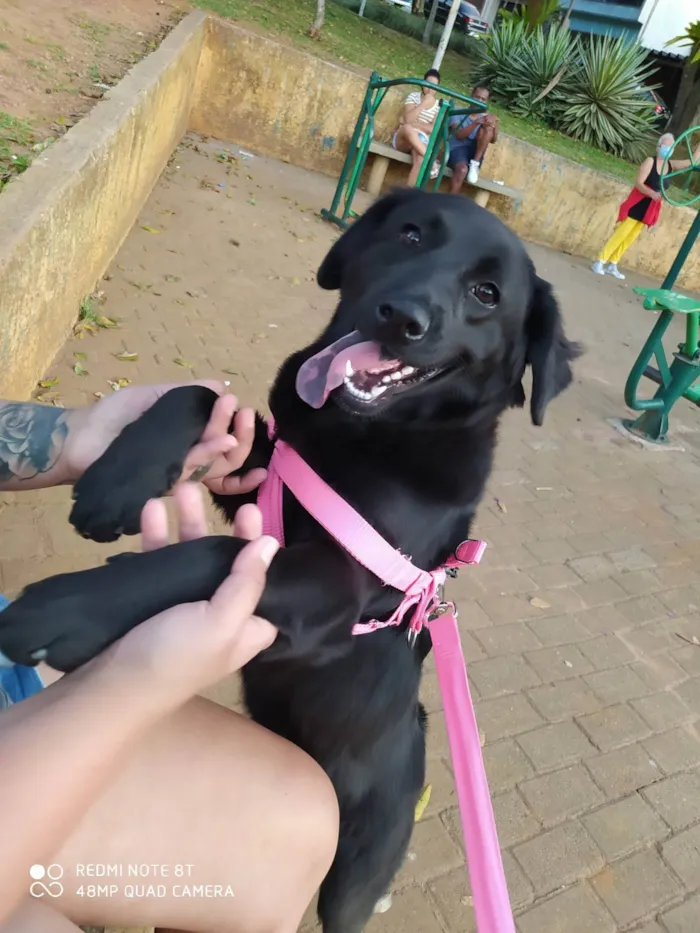 Cachorro ra a SRD idade 3 anos nome Nala