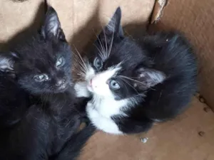 Gato raça SRD-ViraLata idade Abaixo de 2 meses nome Sem nomes