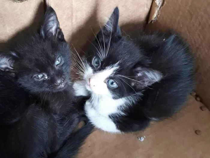 Gato ra a SRD-ViraLata idade Abaixo de 2 meses nome Sem nomes