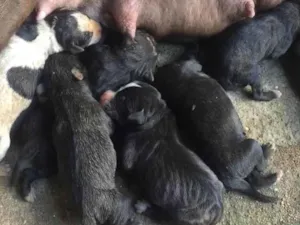 Cachorro raça Pit-Bull idade Abaixo de 2 meses nome Filhotes 