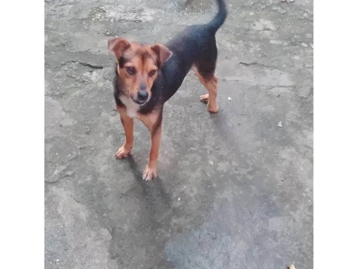 Cachorro ra a SRD-ViraLata idade 3 anos nome Boby