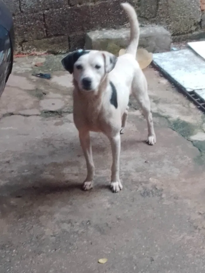 Cachorro ra a Vira lata idade 3 anos nome Tito