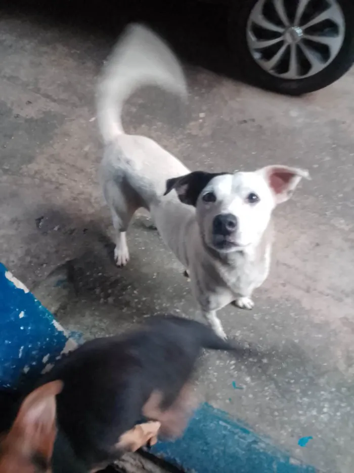 Cachorro ra a Vira lata idade 3 anos nome Tito