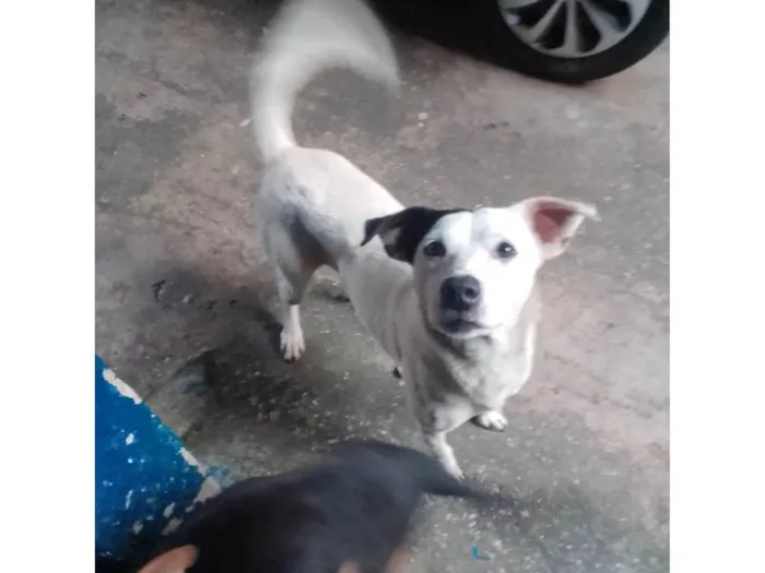 Cachorro ra a Vira lata idade 3 anos nome Tito