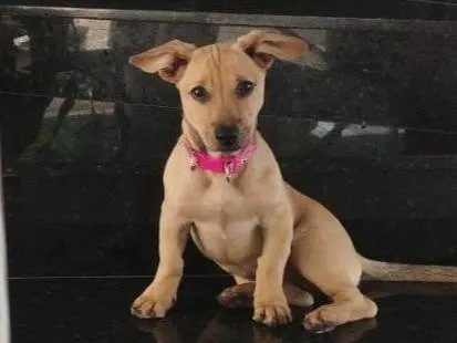 Cachorro ra a SRD-ViraLata idade 2 a 6 meses nome Lolla