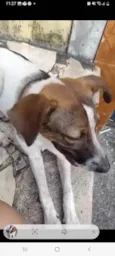 Toy