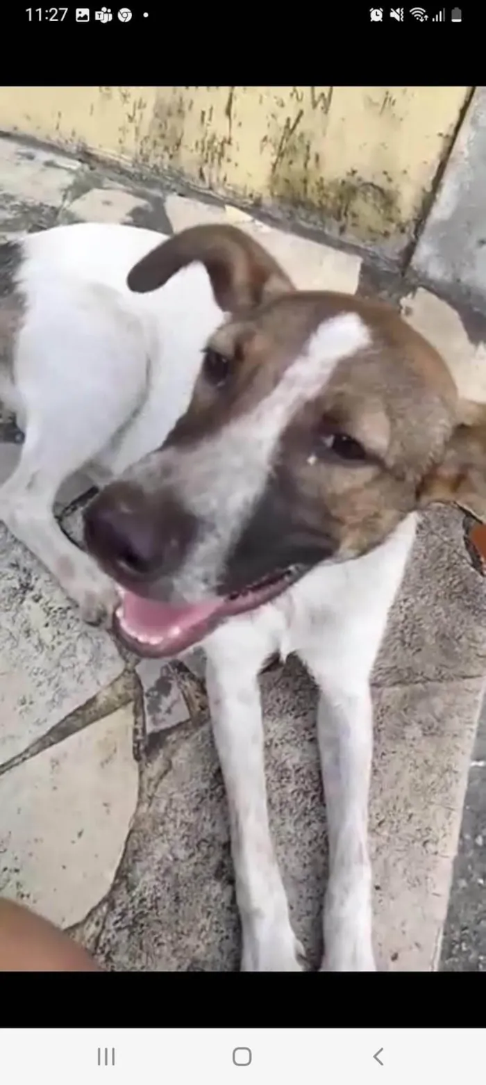 Cachorro ra a SRD  idade  nome Toy