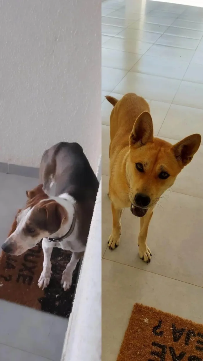 Cachorro ra a Shiba idade 1 ano nome Sem nome