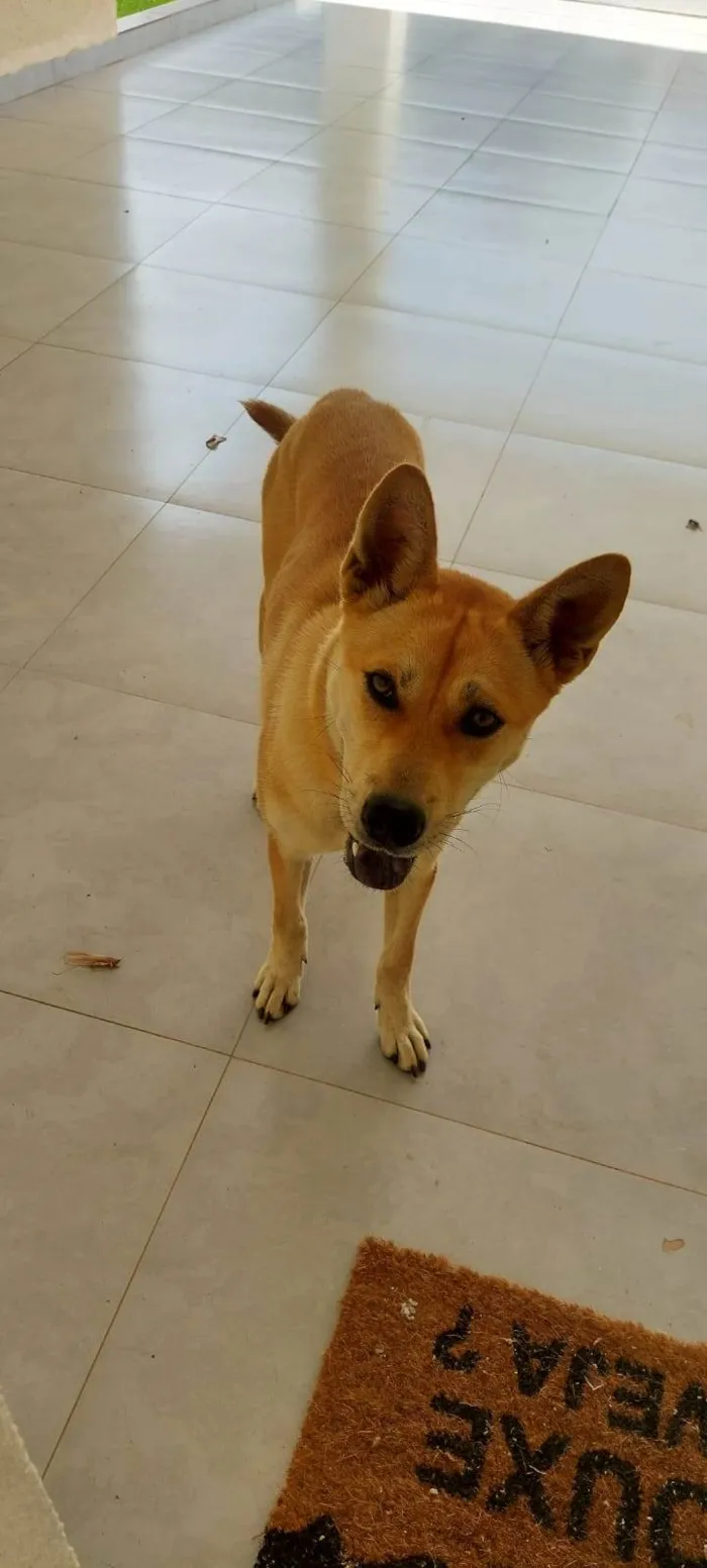 Cachorro ra a Shiba idade 1 ano nome Sem nome