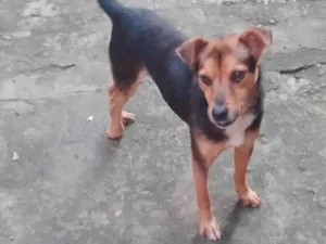 Cachorro raça SRD-ViraLata idade 3 anos nome Boby