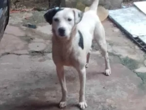 Cachorro raça Vira lata idade 3 anos nome Tito