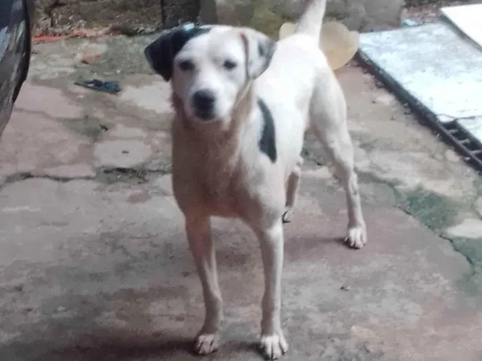 Cachorro ra a Vira lata idade 3 anos nome Tito