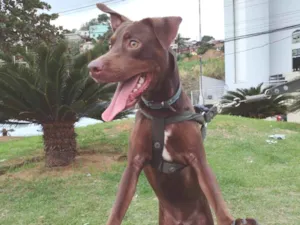 Cachorro raça SRD-ViraLata idade 1 ano nome Dobby