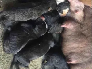 Cachorro raça Pit-Bull idade Abaixo de 2 meses nome São filhotes 