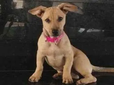 Cachorro ra a SRD-ViraLata idade 2 a 6 meses nome Lolla