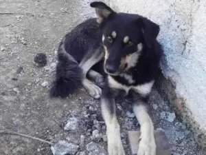 Cachorro raça SRD-ViraLata idade 1 ano nome Príncipe 
