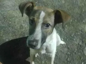 Cachorro raça SRD  idade  nome Toy