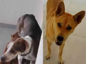 Cachorro raça Shiba idade 1 ano nome Sem nome