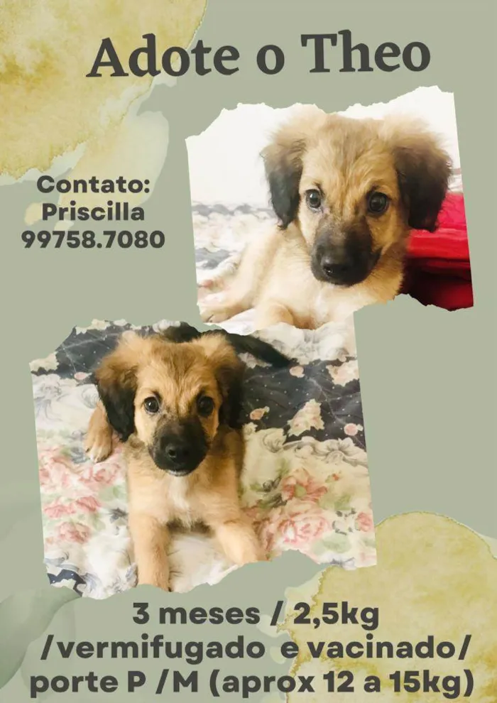 Cachorro raça SRD idade 2 a 6 meses nome Theo